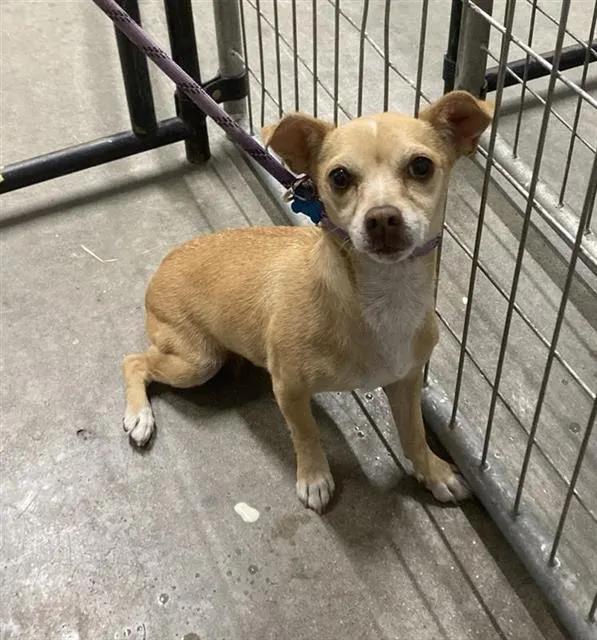 Adoptable Dog