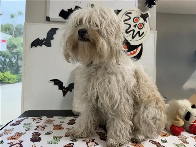 Holly