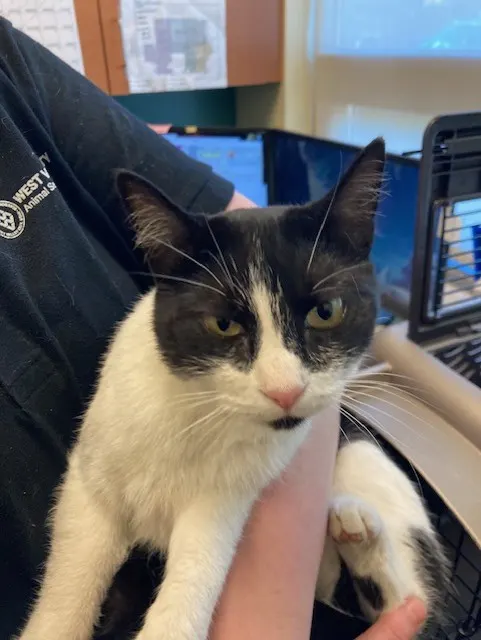 Adoptable Cat