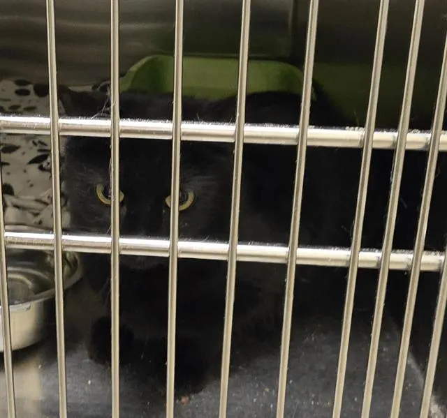 Adoptable Cat