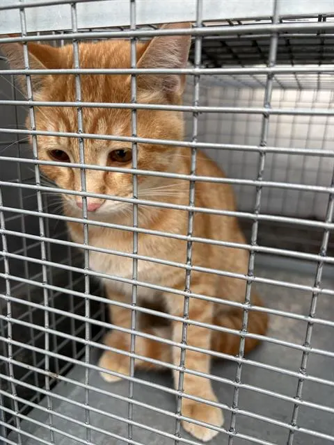 Adoptable Cat