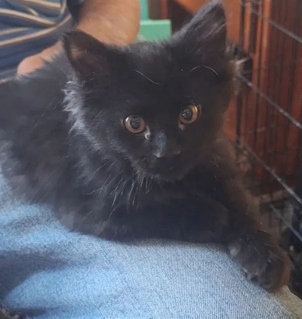 Binx