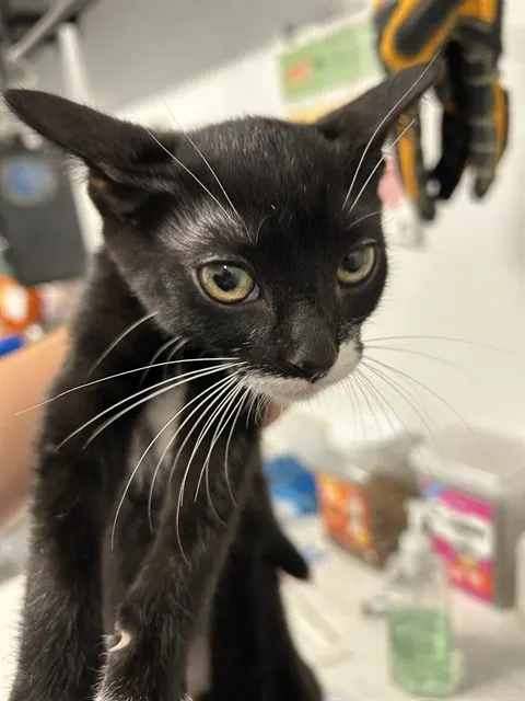 Adoptable Cat