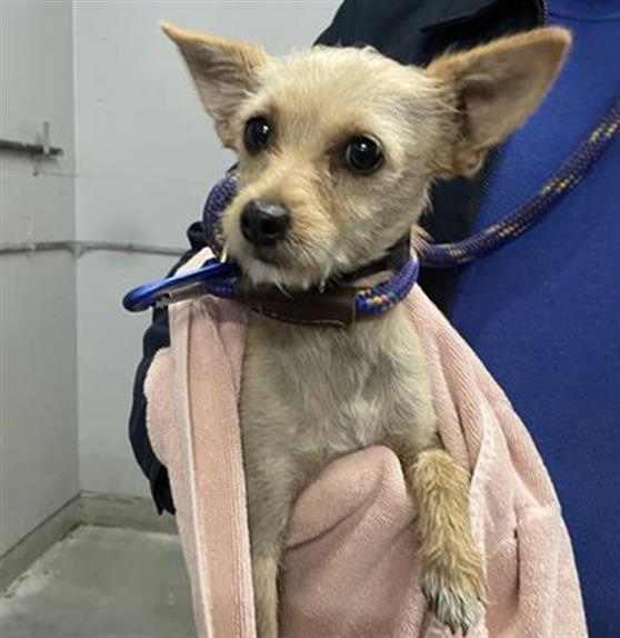 Adoptable Dog