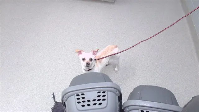 Taquito