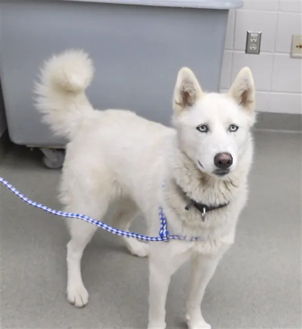 Kira
