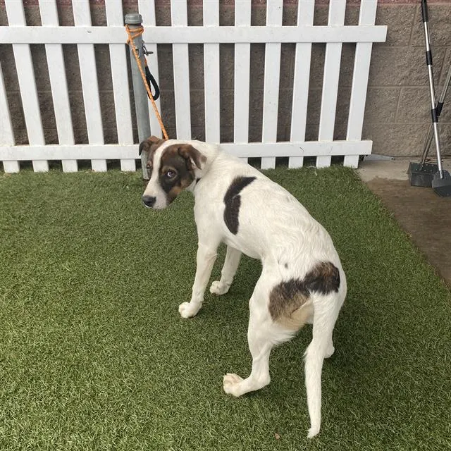 Adoptable Dog