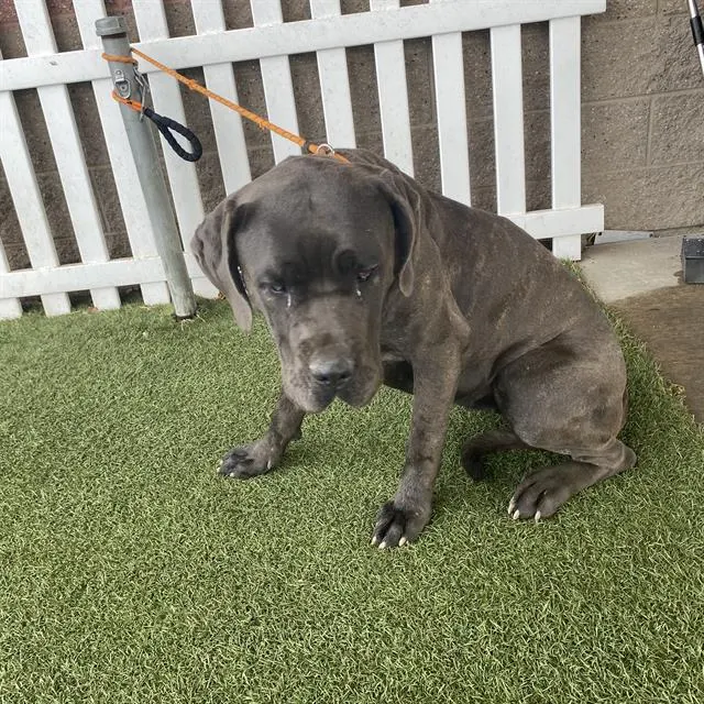 Adoptable Dog