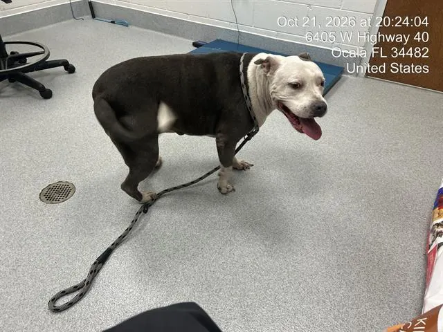 Adoptable Dog