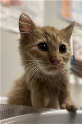 Adoptable Cat