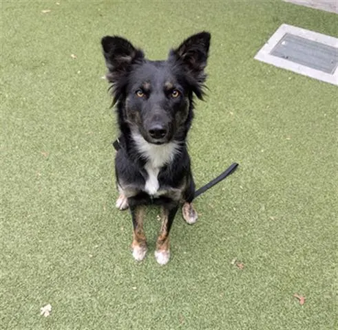 Adoptable Dog