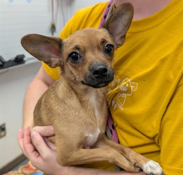 Adoptable Dog