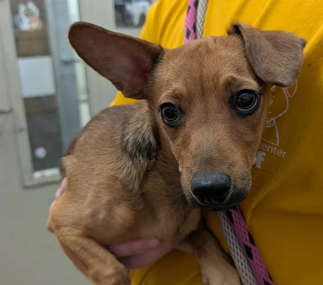 Adoptable Dog