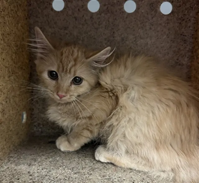 Adoptable Cat