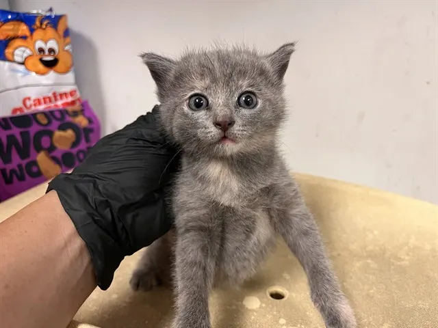 Adoptable Cat