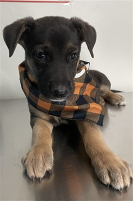 Adoptable Dog