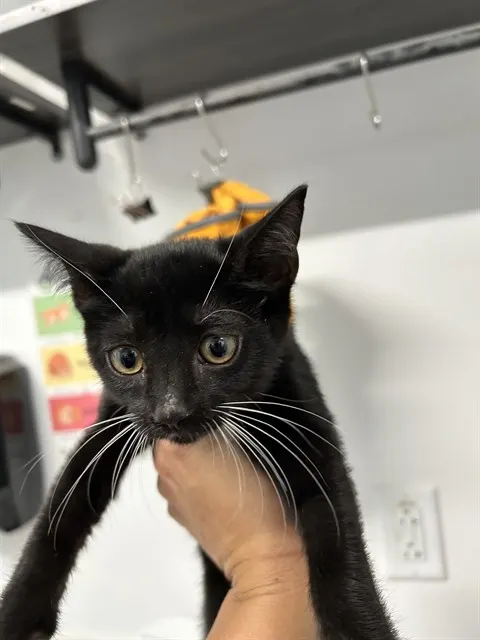 Adoptable Cat