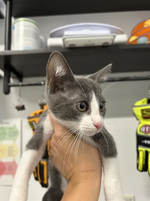 Adoptable Cat