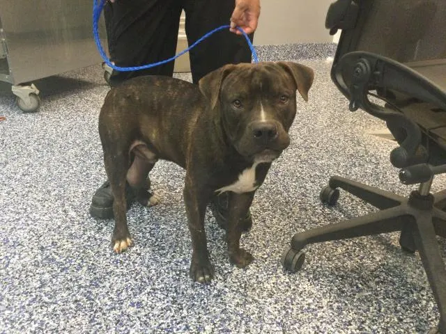 Adoptable Dog