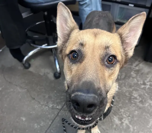 Rex