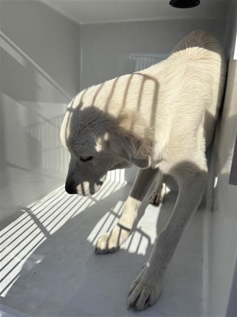 Adoptable Dog