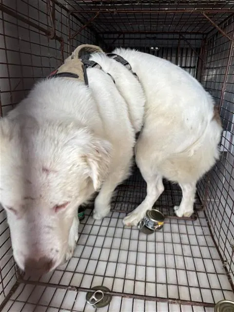 Adoptable Dog