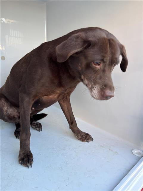 Adoptable Dog