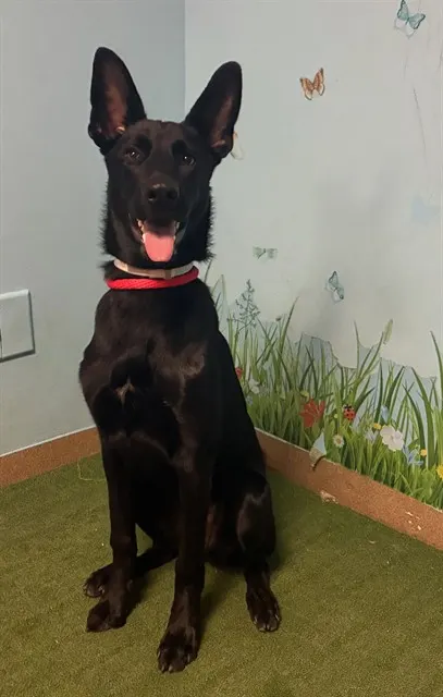 Pepper