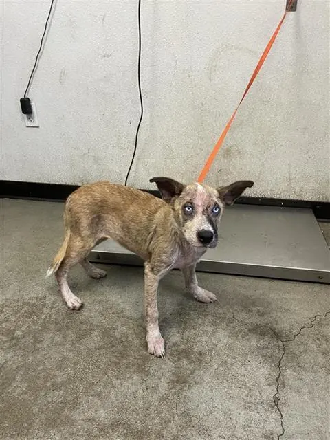 Adoptable Dog