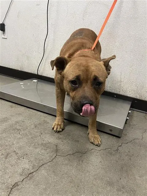 Adoptable Dog