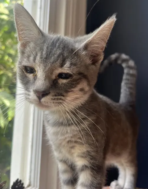 Biscuit