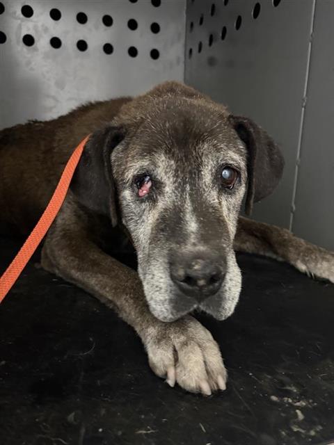 Adoptable Dog