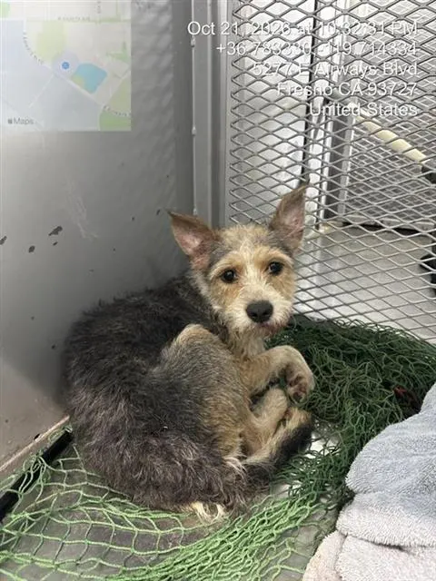 Adoptable Dog