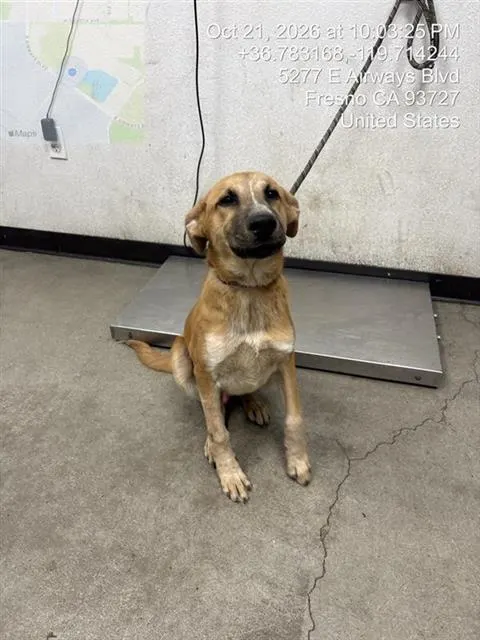 Adoptable Dog