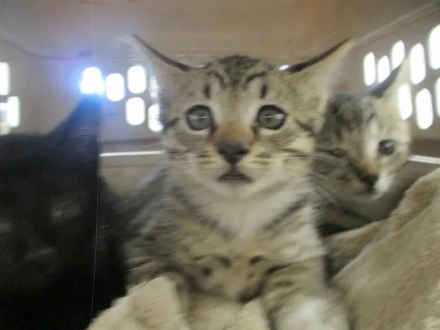Adoptable Cat