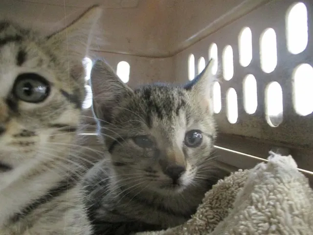 Adoptable Cat