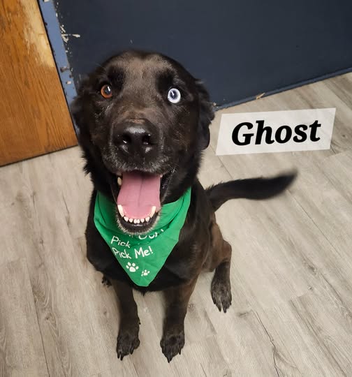 Ghost