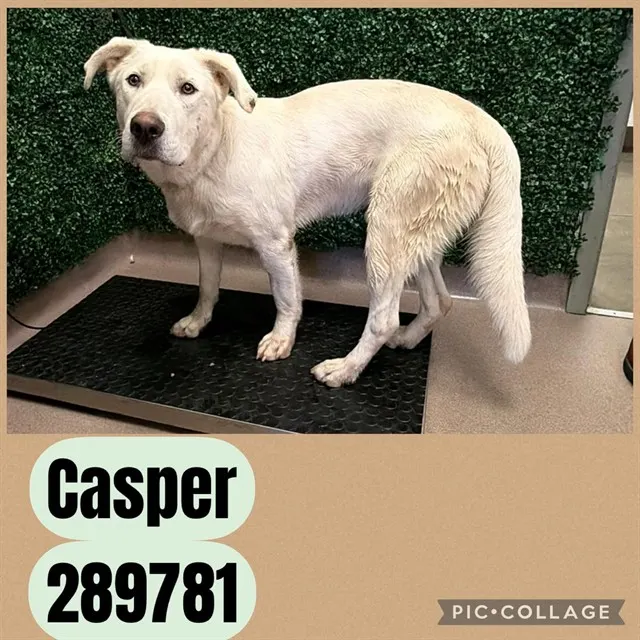 Casper