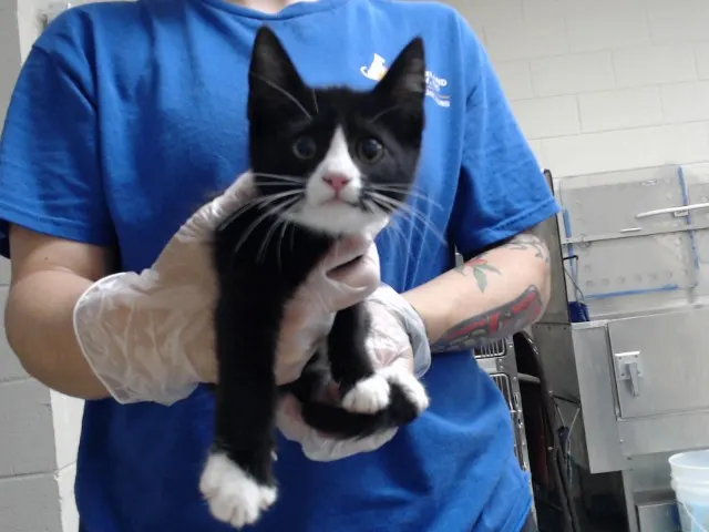 Adoptable Cat