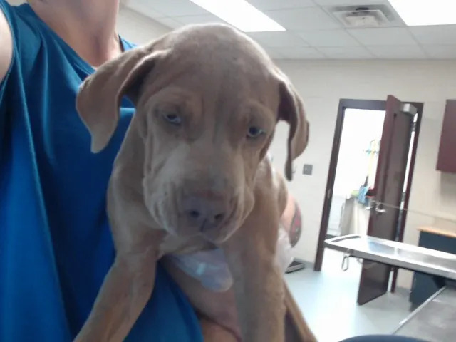 Adoptable Dog