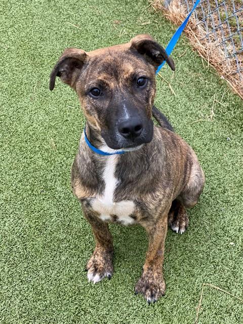 Enzo