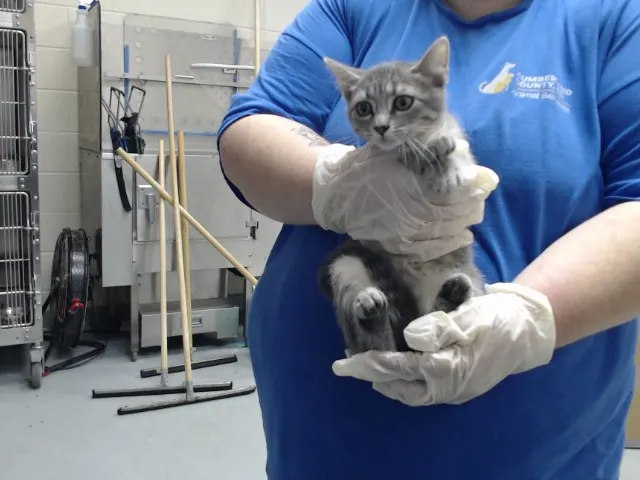 Adoptable Cat