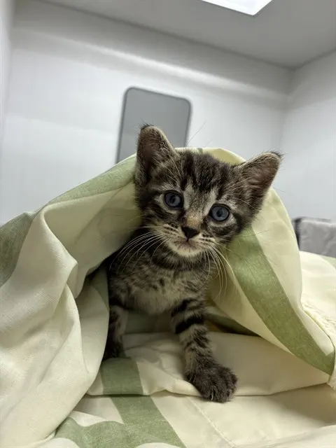 Adoptable Cat