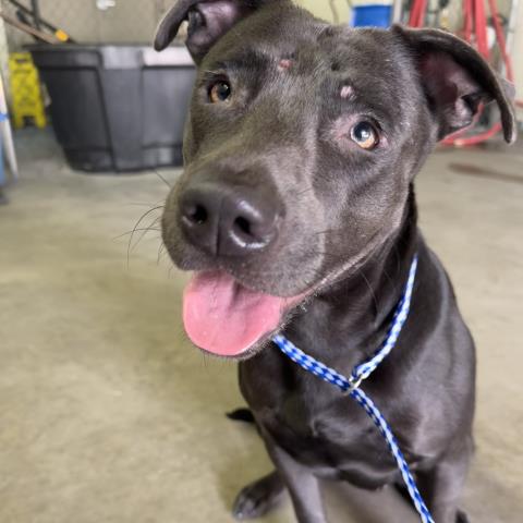 Coco