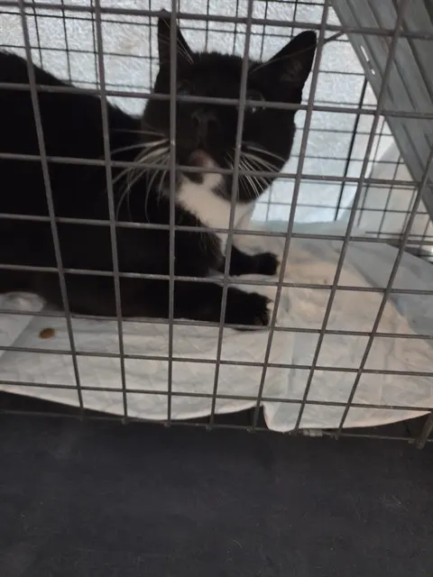 Adoptable Cat