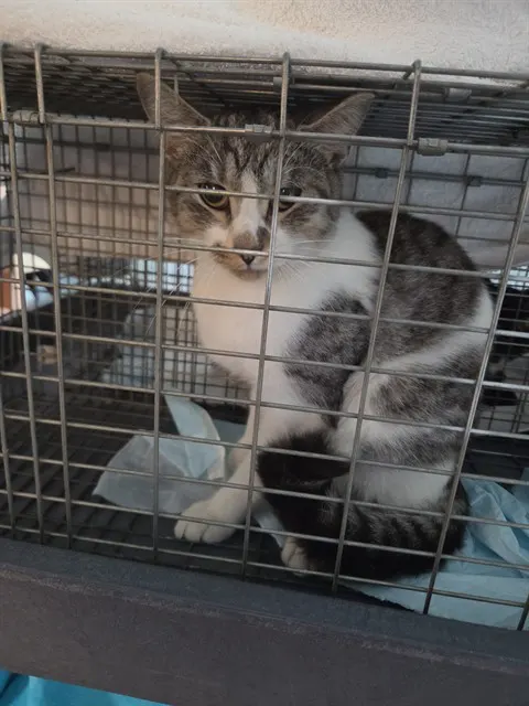 Adoptable Cat
