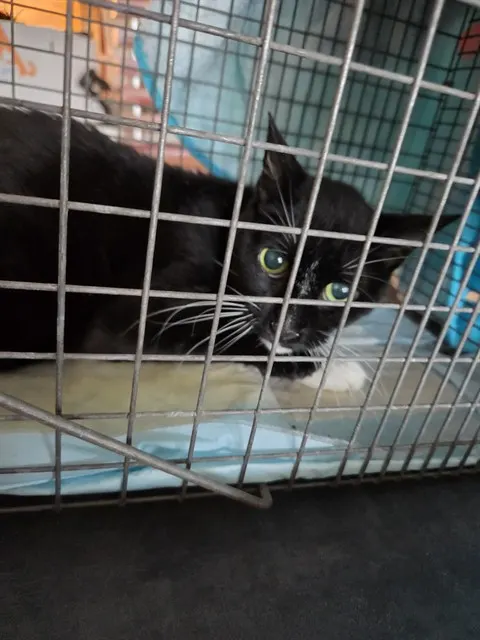 Adoptable Cat
