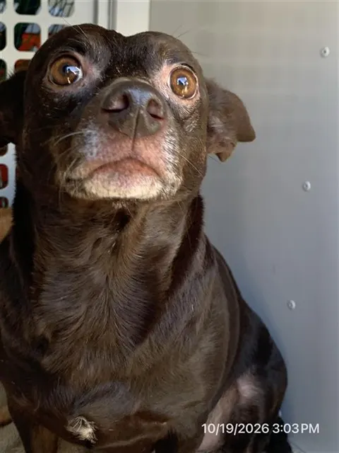 Adoptable Dog