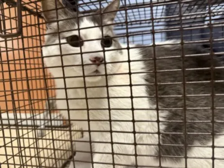 Adoptable Cat