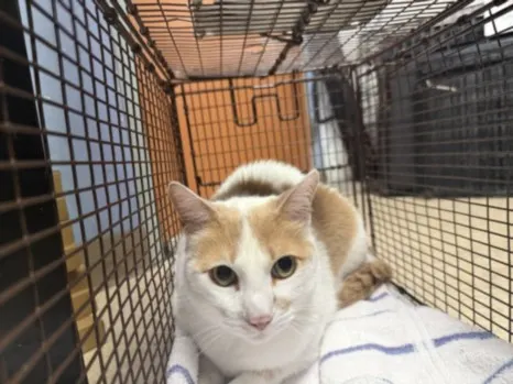 Adoptable Cat